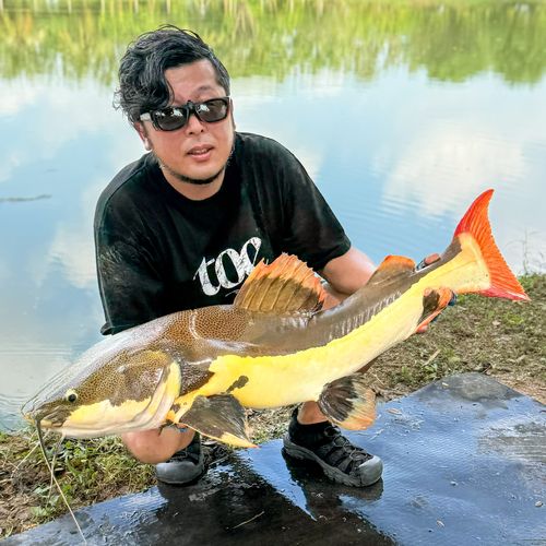 レッドテールキャットフィッシュの釣果