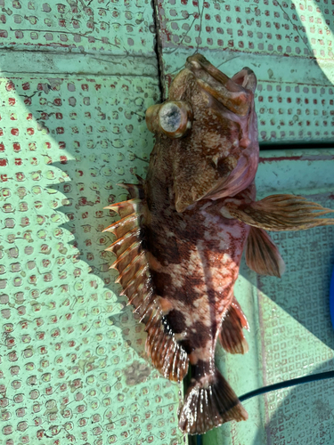 カサゴの釣果