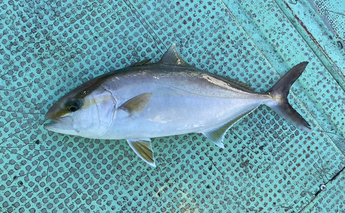 シオの釣果