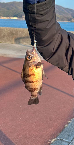 メバルの釣果