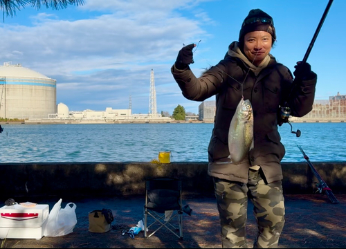 コノシロの釣果