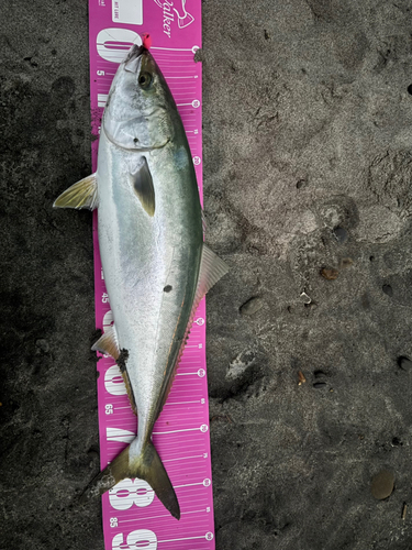 ブリの釣果