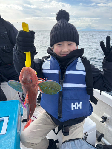 ホウボウの釣果