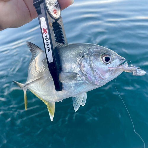 オニヒラアジの釣果