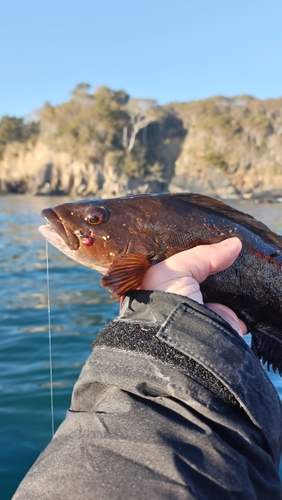 アイナメの釣果