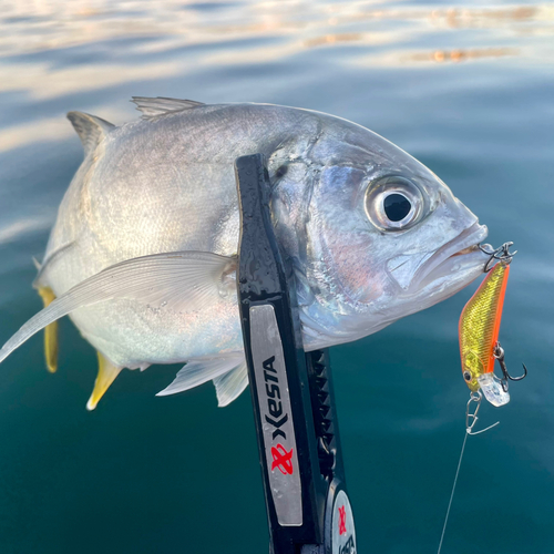 オニヒラアジの釣果