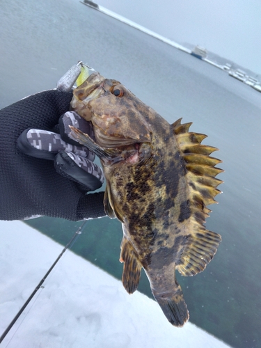 タケノコメバルの釣果