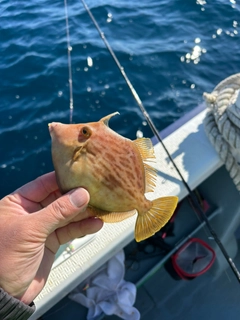 カワハギの釣果