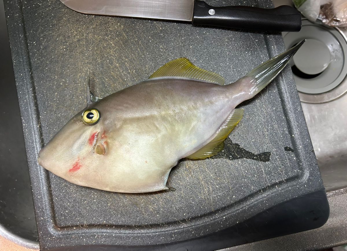 きンちゃンさんの釣果 2枚目の画像