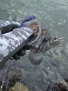 クロソイの釣果