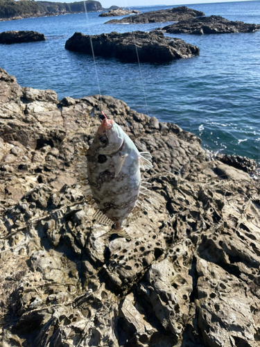 バリの釣果