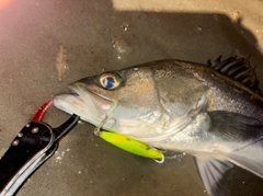 シーバスの釣果