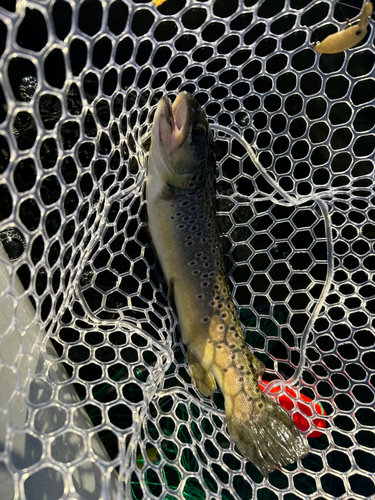 ブラウントラウトの釣果