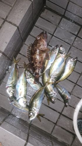 アジの釣果