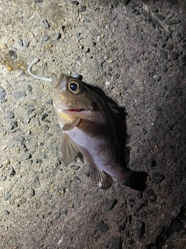 アカメバルの釣果