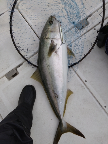 ブリの釣果