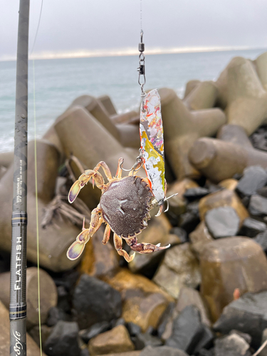 カニの釣果