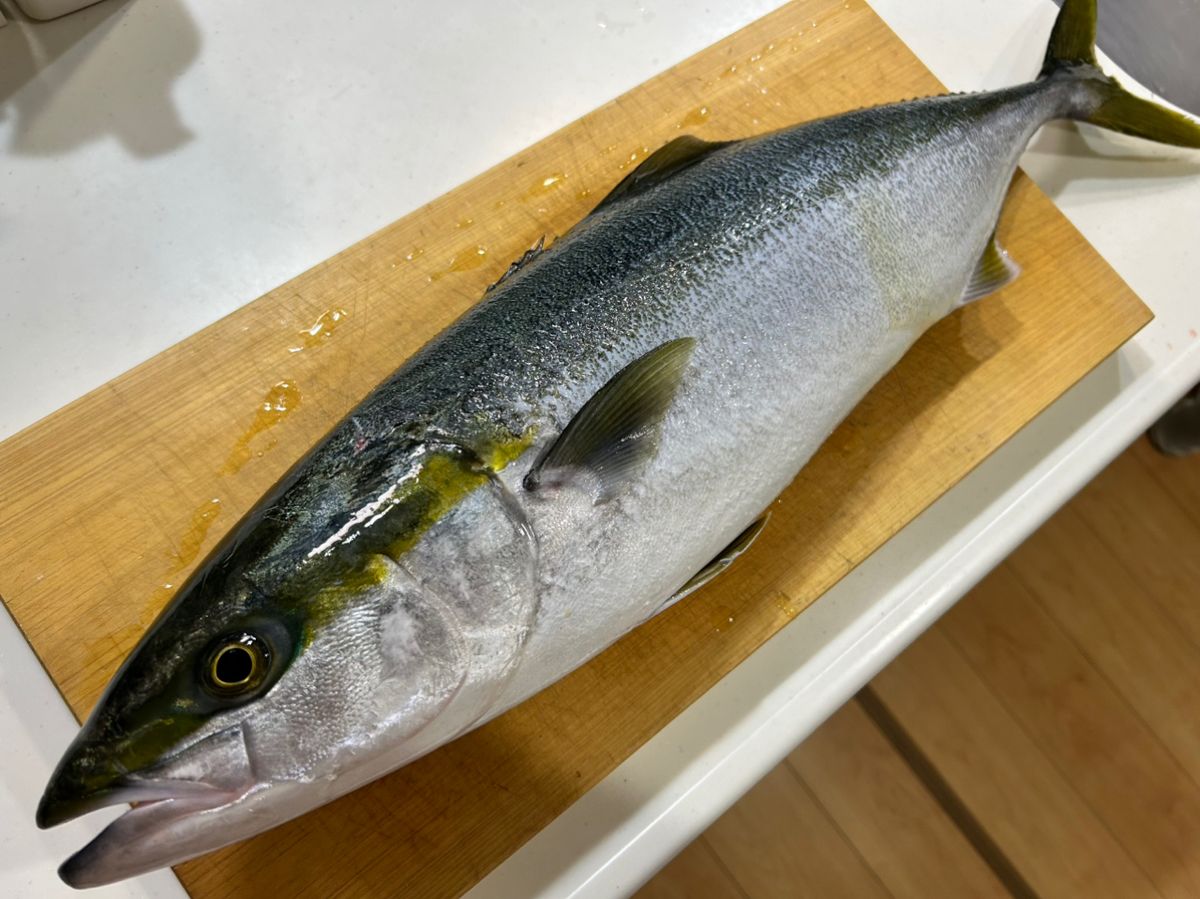 ochanさんの釣果 1枚目の画像