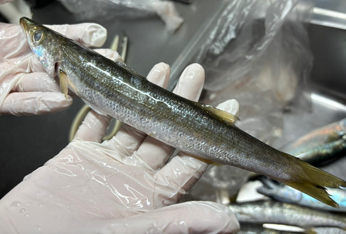 カマスの釣果