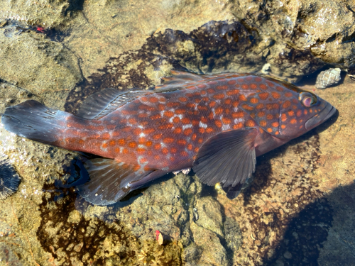 釣果