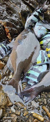 オナガグレの釣果