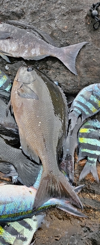 オナガグレの釣果