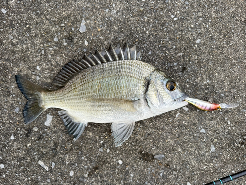 チヌの釣果