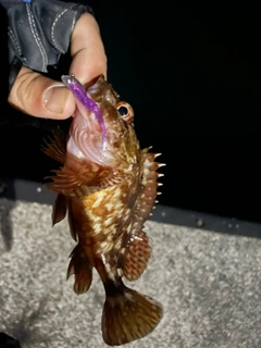 アラカブの釣果