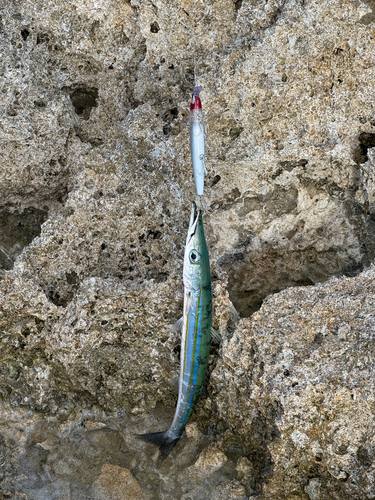 アカカマスの釣果