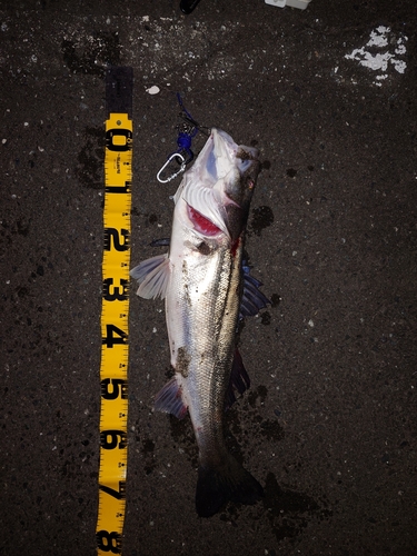 シーバスの釣果