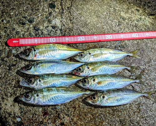 アジの釣果