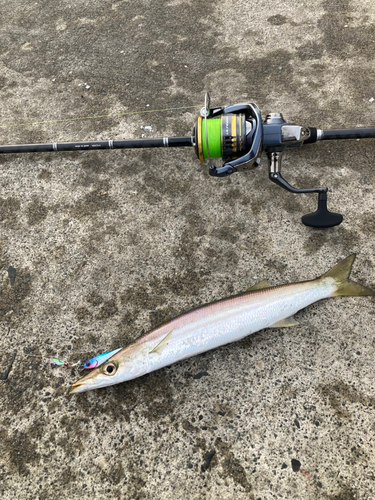 カマスの釣果