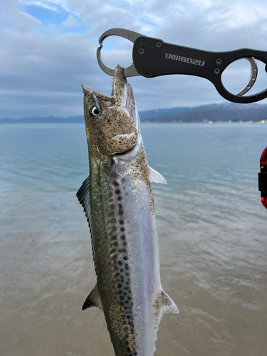 サゴシの釣果