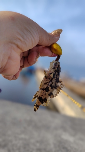 タケノコメバルの釣果