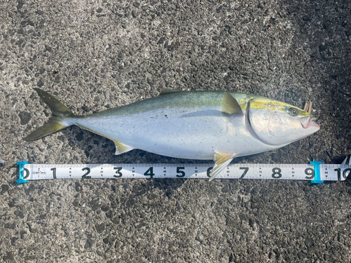 ブリの釣果