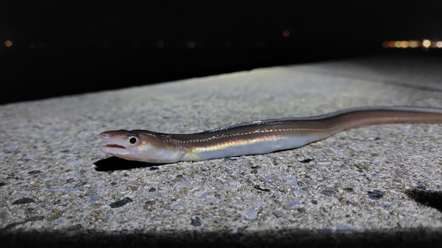 アナゴの釣果