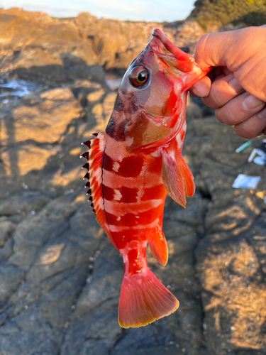 アカハタの釣果