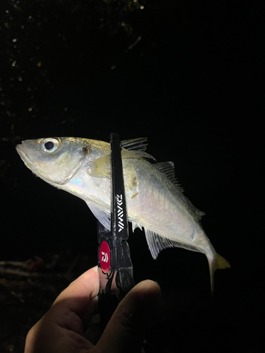 マアジの釣果