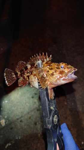 カサゴの釣果