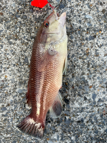 コブダイの釣果