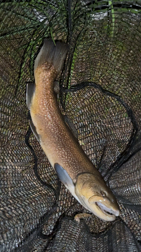 ブラウントラウトの釣果