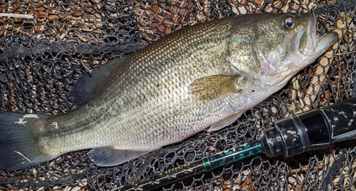 ラージマウスバスの釣果