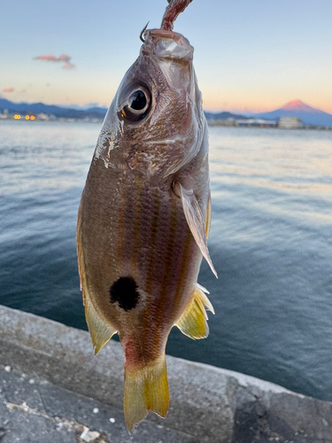 釣果