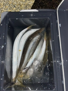 カマスの釣果