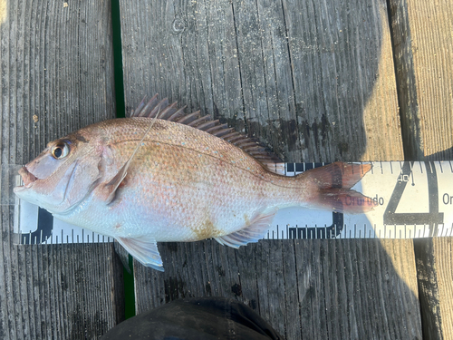 マダイの釣果