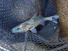 セイゴ（マルスズキ）の釣果