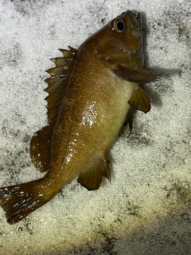 エゾメバルの釣果