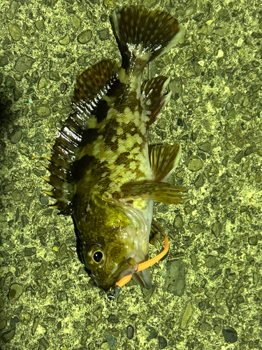 カサゴの釣果