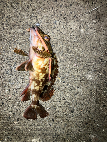 カサゴの釣果