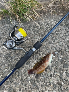 アカササノハベラの釣果